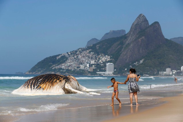 Corpo de uma baleia morta encalha na praia de Ipanema, no Rio de janeiro - 15/11/2017