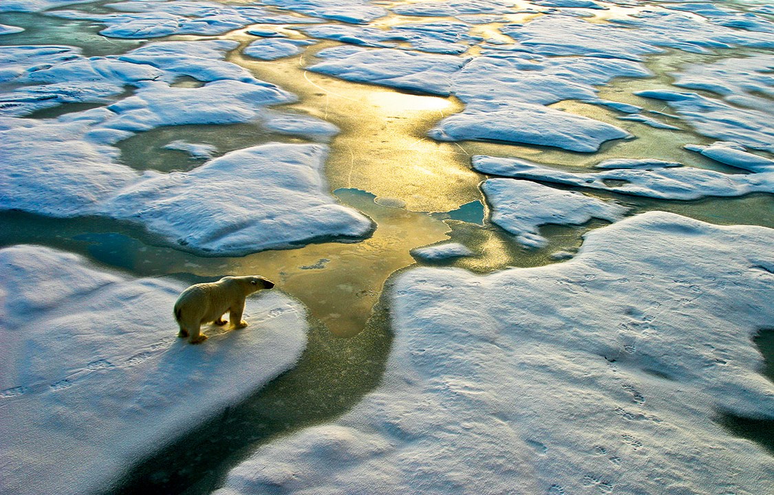 182183614 - Polar bear on a wide surface of ice in the russian arctic close to Franz Josef Land.The light a Credito: SeppFriedhuber/Vetta/Getty Images