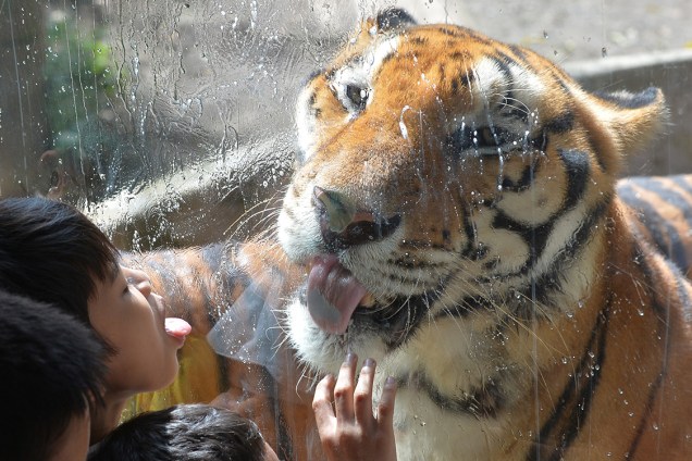 Garoto brinca com tigre por detrás de um vidro durante visita ao zoológico de Manila, nas Filipinas - 21/12/2017