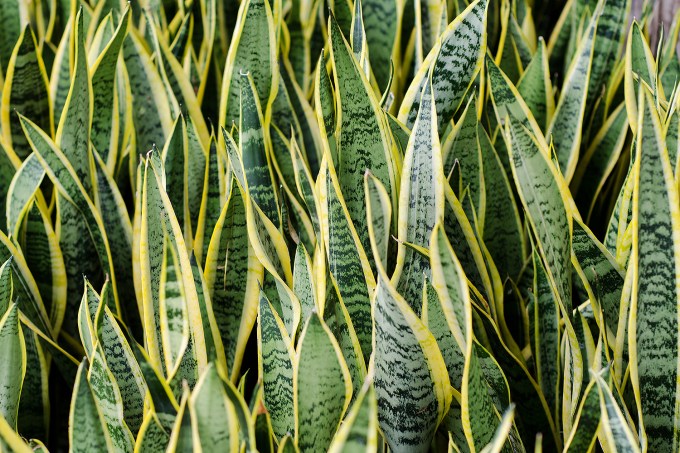 Sansevieria (mother-in-law’s tongue) Background