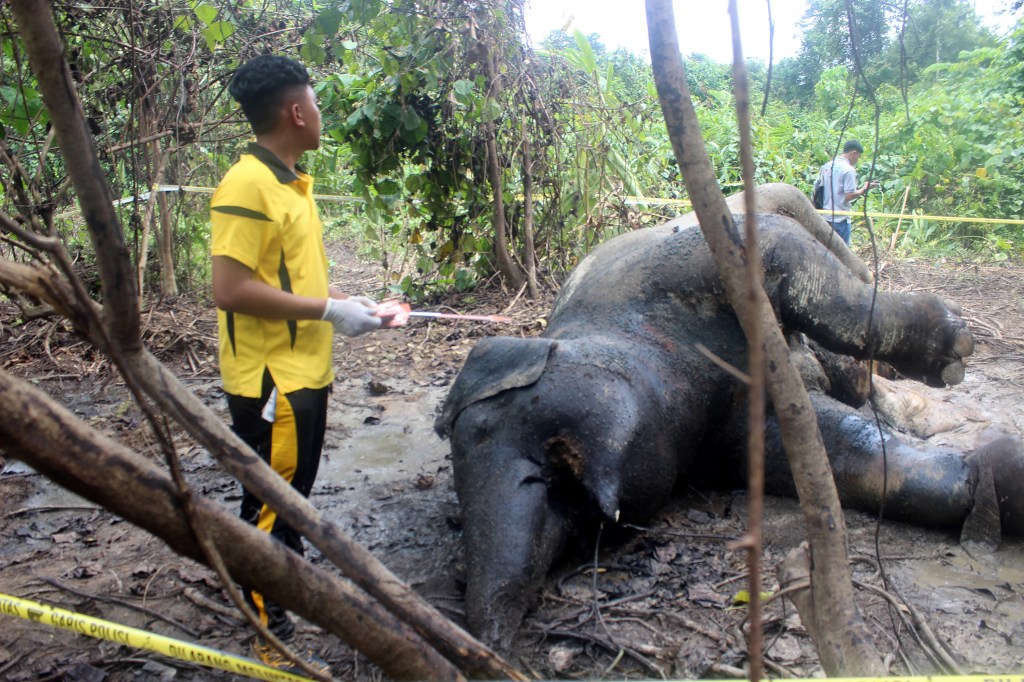 Elefanta grávida é encontrada morta por envenenamento na Indonesia