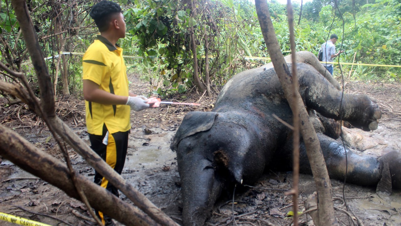 Elefanta grávida é encontrada morta por envenenamento na Indonesia