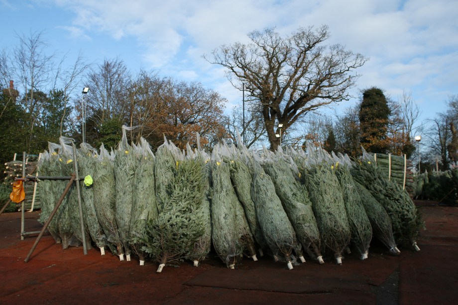 Árvores de Natal para venda são vistas na Botany Bay em Londres, na Inglaterra - 28/11/2017