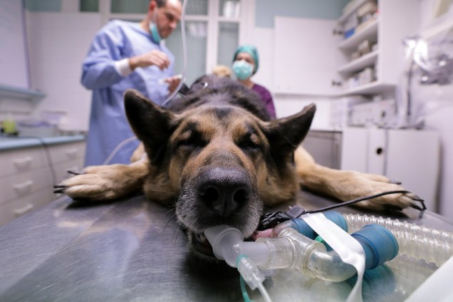 Cachorro passa por cirurgia em uma clínica veterinária de Nice, França - 08/12/2017