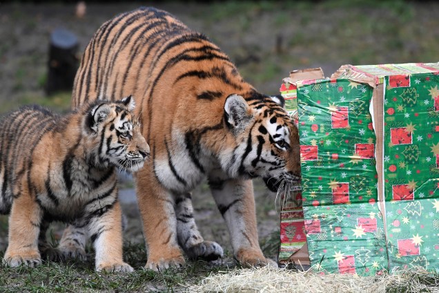 O tigre Maruschka e seu filhote abrem um presente de Natal em seu recinto no zoológico de Hagenbecks, em Hamburgo, na Alemanha - 05/12/2017