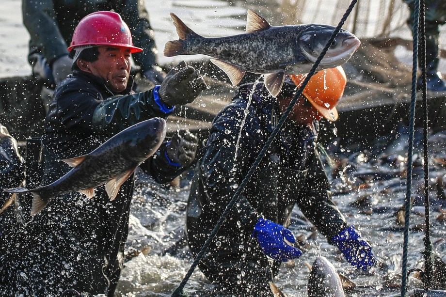 Pescador é visto na tentativa de capturar um peixe em Huai'an, província de Jiangsu, na China - 28/12/2017