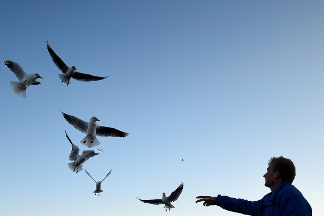 Homem alimenta gaivotas dentro do Parque Hyde, em Londres, na Inglaterra - 12/12/2017