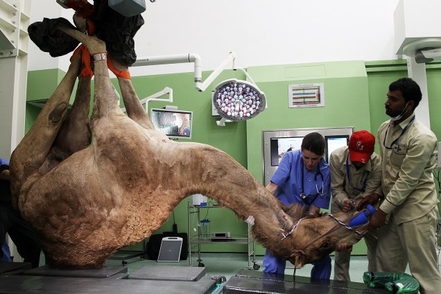Camelo é preparado para fazer uma cirurgia no pé no Dubai Camel Hospital em Dubai, nos Emirados Árabes - 11/12/2017