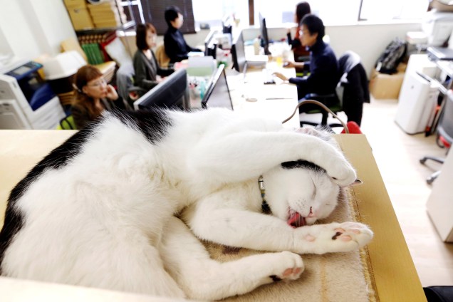 Funcionários de empresa japonesa trabalham enquanto gato de estimação da firma dorme em uma estante, em Tóquio, Japão - 05/12/2017