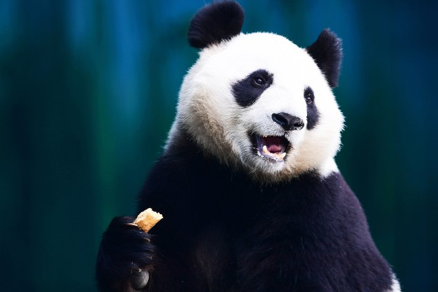 Panda se alimenta no zoológico florestal de Shenyang, na China - 20/12/2017