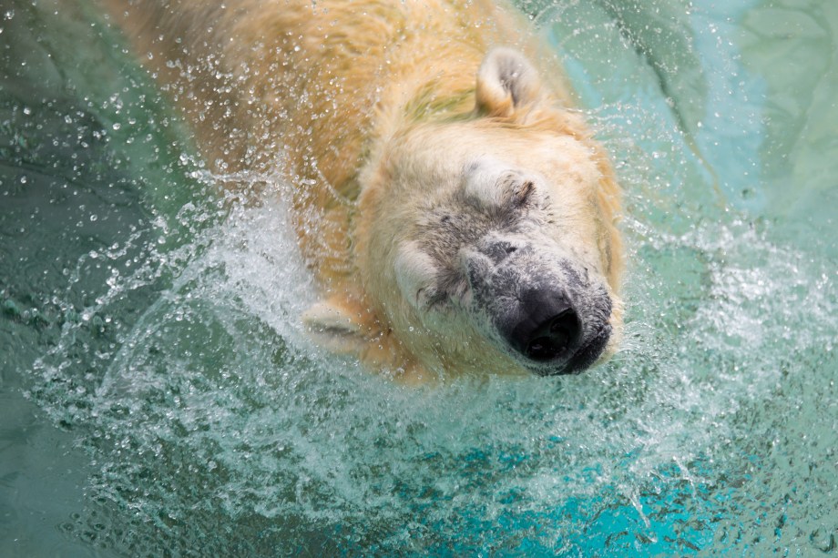 O urso polar Inuka, mergulha na piscina de seu recinto no zoológico de Singapura. O animal comemorou seu 27º aniversário, o equivalente a mais de 70 anos de um humano - 26/12/2017