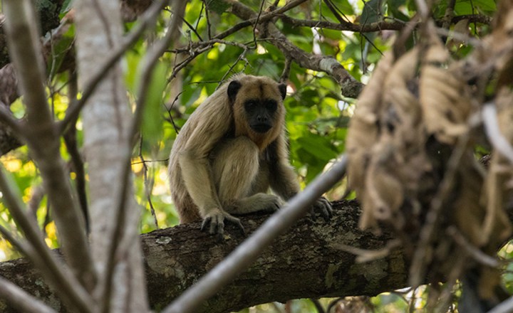 Macaco Prego - Fotografias e Filmes do Acervo - Getty Images