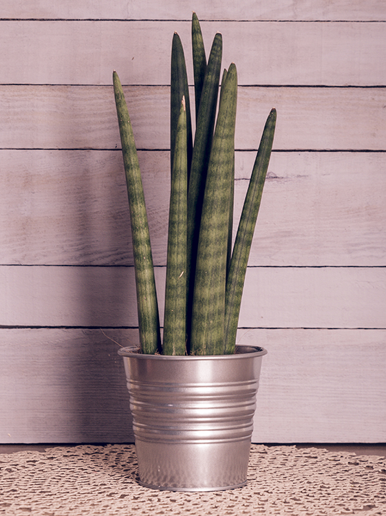 Sansevieria