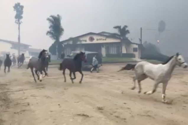 Cavalos são evacuados de fazenda em Bonsall, no estado americano da Califórnia, após incêndios florestais atingirem a região - 07/12/2017
