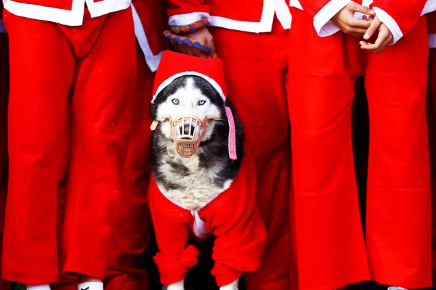 Cão é visto com roupas natalinas durante tradicional corrida realizada na cidade de Escópia, capital da Macedônia - 24/12/2017