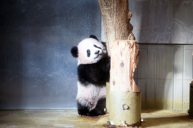 A bebê panda Xiang Xiang é fotografada no zoológico de Tóquio, no Japão - 12/12/2017