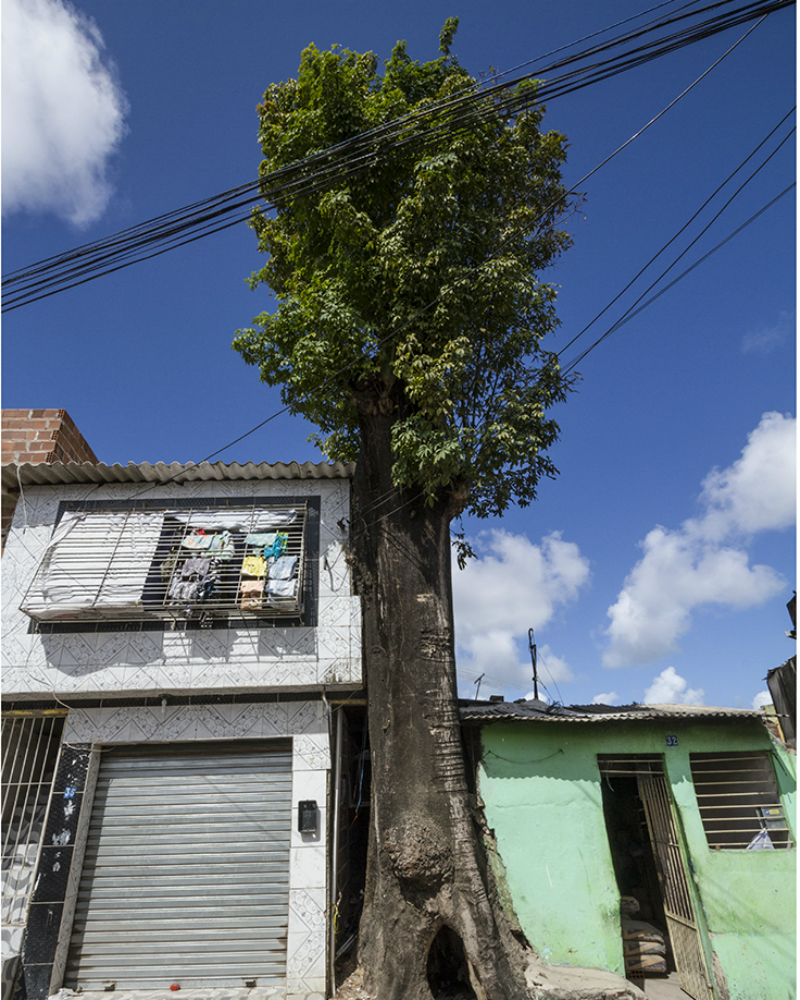 Árvore modifica a paisagem de bairro recifense