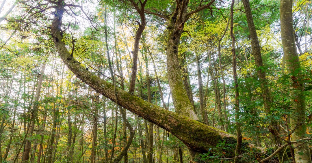 日本の自殺の森、青木ヶ原