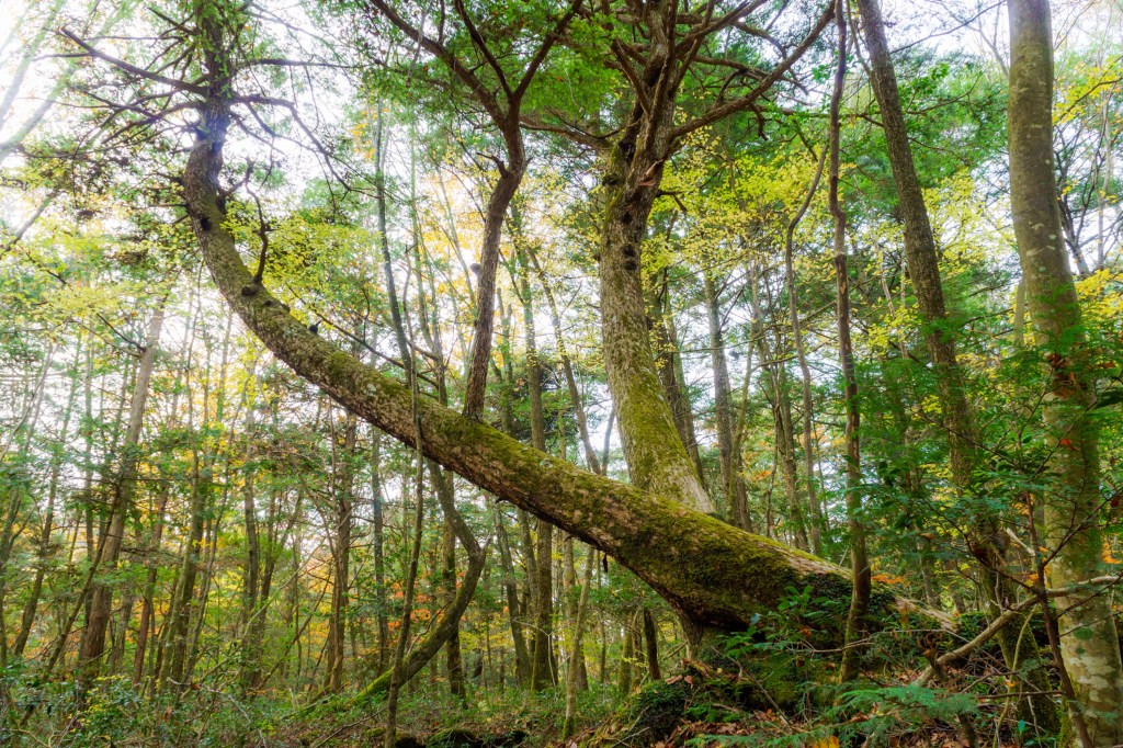 Aokigahara Forest no Japão