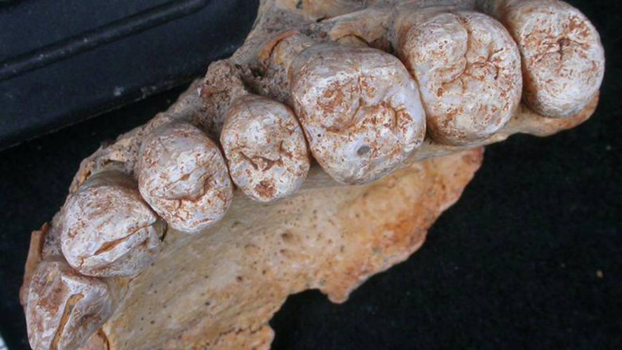 Fóssil humano encontrado em caverna de Israel