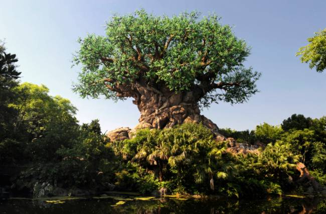 Árvore mais bonita do mundo' tem 860 anos, ganhou fama na pandemia e atrai  muitos turistas - Hora 7 - R7 Hora 7