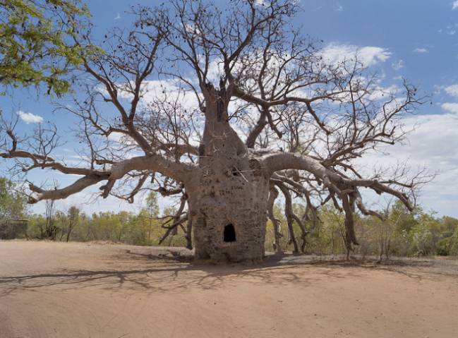 Árvore mais bonita do mundo' tem 860 anos, ganhou fama na pandemia e atrai  muitos turistas - Hora 7 - R7 Hora 7