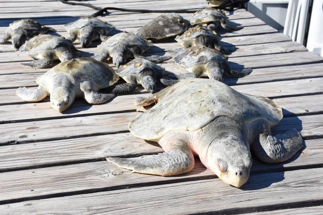 Um grupo de tartarugas congeladas é visto após de serem resgatadadas do frio extremo na Peninsula St. Joseph, Flórida - 04/01/2018 Um grupo de tartarugas congeladas é visto após de serem resgatadadas do frio extremo na Peninsula St. Joseph, Flórida - 04/01/2018