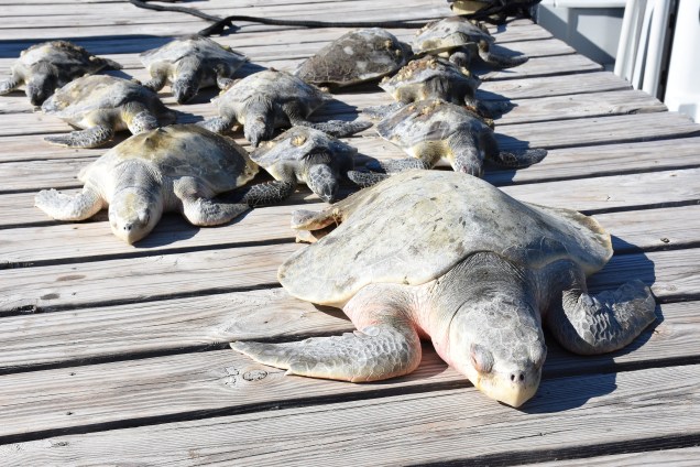 Um grupo de tartarugas congeladas é visto após de serem resgatadadas do frio extremo na Peninsula St. Joseph, Flórida - 04/01/2018