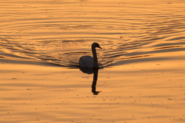 Um cisne é fotografado sobre as águas douradas durante o amanhecer no Rio Elbe, em Dresden, no leste da Alemanha - 11/01/2018