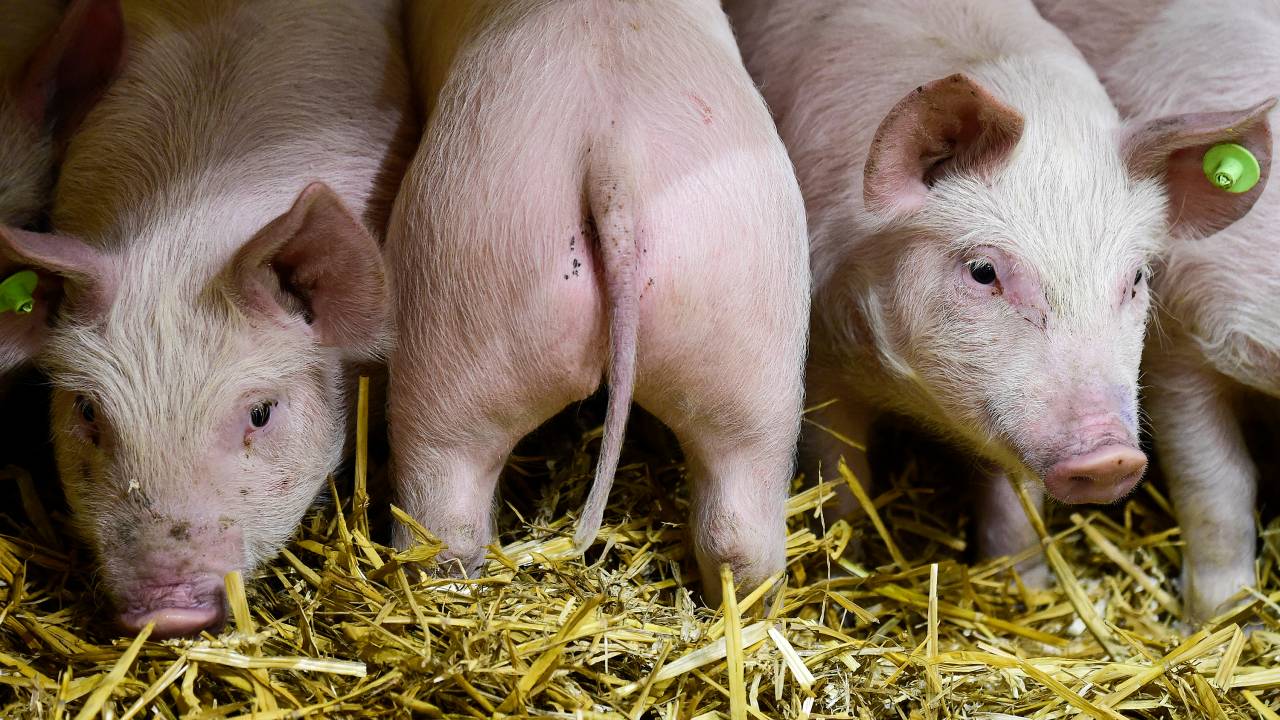 Imagens do dia - Feira agrícola internacional da Semana Verde