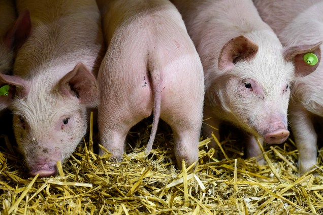 Porcos são vistos em seu local de confinamento antes do início da feira agrícola internacional da Semana Verde ("Gruene Woche"), onde cerca de 1660 expositores de 66 países apresentarão seus produtos nos setores da agricultura e da alimentação, em Berlim, na Alemanha - 18/01/2018