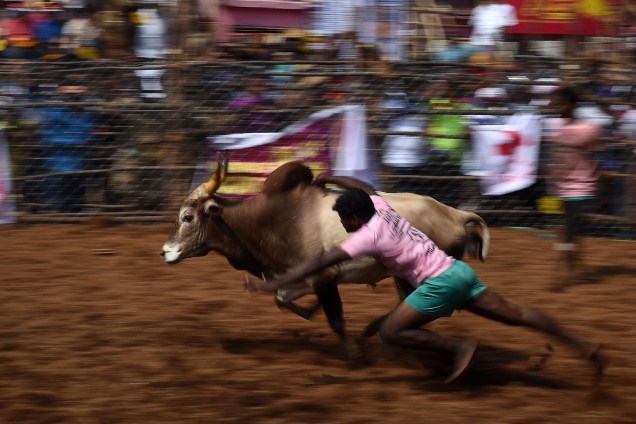 Um participante indiano é visto tentando agarrar a um touro durante o evento tradicional 'Jallikattu', onde touros são lançados em meios às pessoas, que por sua vez, tentam dete-lo agarrando pela corcunda - 15/01/2018