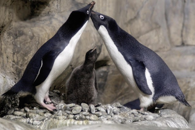 Um filhote de pinguim com menos de um mês de vida é protegido por seus pais no ambiente antártico recriado no zoológico de Guadalajara onde vivem, no estado de Jalisco, México. De acordo com um relatório do zoológico, este é o primeiro nascimento bem sucedido desta espécie na América Latina desde 2015, quando os pinguins chegaram ao zoológico - 17/01/2018
