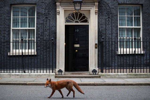 Raposa atravessa a o número 10 da Downing Street em Londres, a residência oficial da primeira-Ministra britânica Theresa May - 16/01/2018