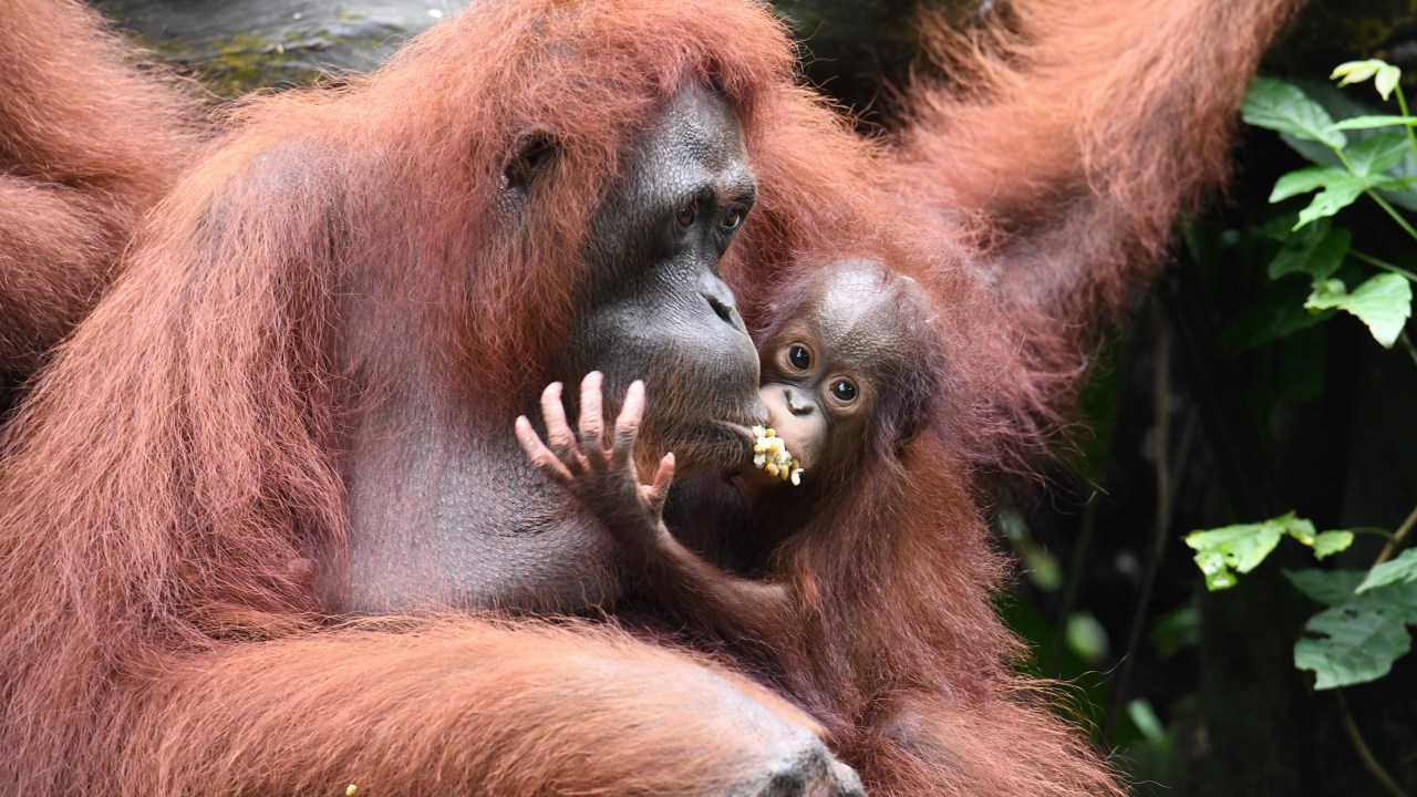 Imagens do dia - Bebê orangotango em Singapura