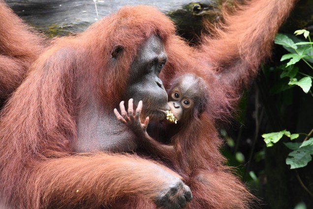 O bebê orangotango Khansa, é visto dividindo alimento com sua mãe em um gesto carinhoso no Jardim Zoológico de Singapura. As Reservas de Vida Selvagem, O Parque Jurong Bird de Singapura, o Safari da Noite, o Safari do Rio e o Zoológico de Singapura relataram cerca de 540 partos e nascimentos de animais em 2017, um quarto deles de espécies ameaçadas, já que os parques da vida selvagem continuam os esforços de criação de conservação - 11/01/2018
