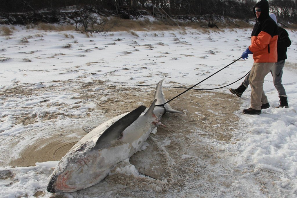 Onda de frio mata tubarões congelados nos EUA