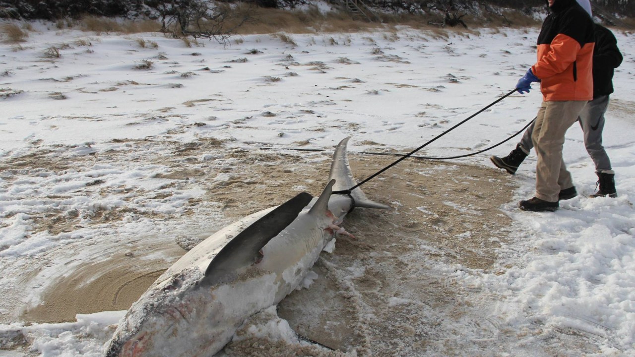Onda de frio mata tubarões congelados nos EUA