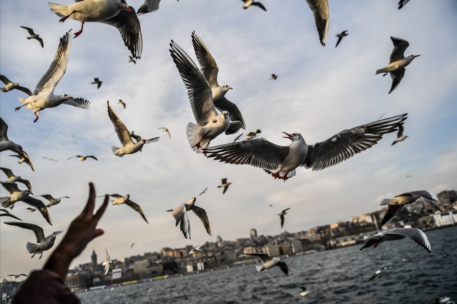 Pessoas alimentas gaivotas no Bósforo, enquanto o sol brilha em um dia limpo em Istambul, na Turquia - 04/01/2018