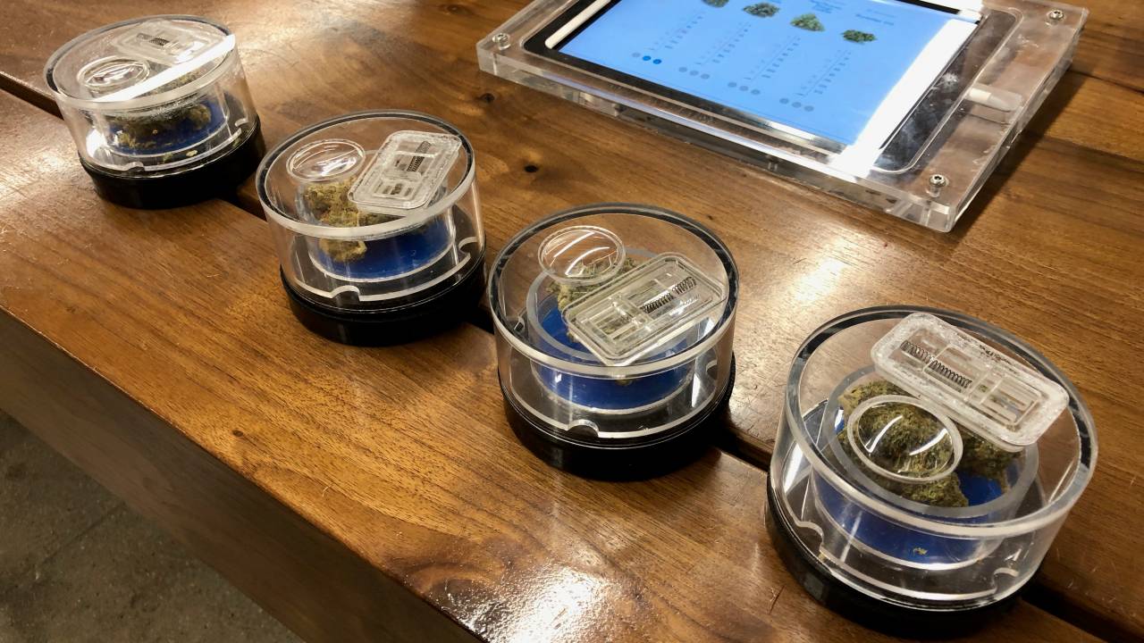 Amostras de maconha ficam em recipientes transparentes com fundos coloridos que indicam os efeitos – para relaxamento noturno, para euforia, para foco e criatividade, por exemplo