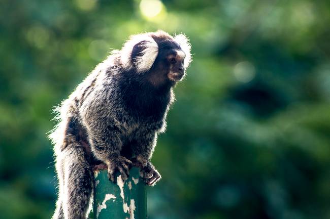 Macaco em área de Mata Atlântica em São Paulo Macaco em área de Mata Atlântica em São Paulo