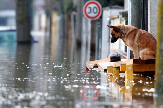 Cão é fotografado na entrada de uma casa na área residencial inundada de Villeneuve-Saint-Georges, nos arredores de Paris - 26/01/2018