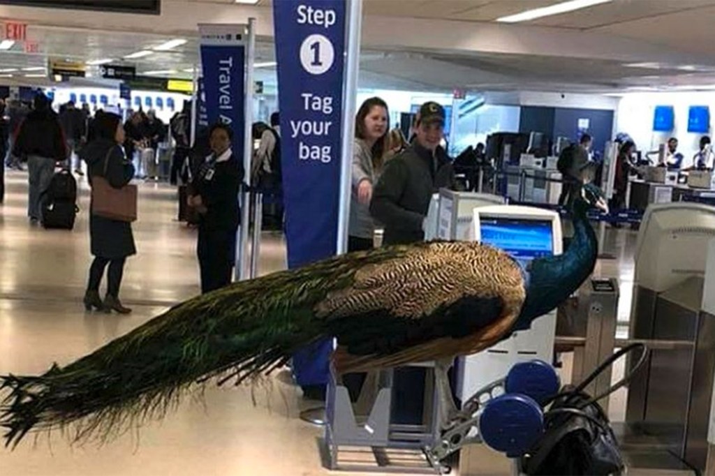Pavão é barrado em aeroporto nos EUA