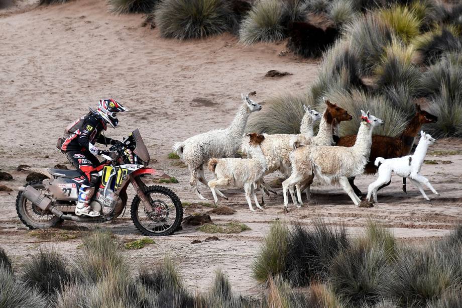 O argentino Diego Martin é passa ao lado de lhamas durante o estágio 7 do rally Dakar 2018, entre La Paz e Uyuni, na Bolívia