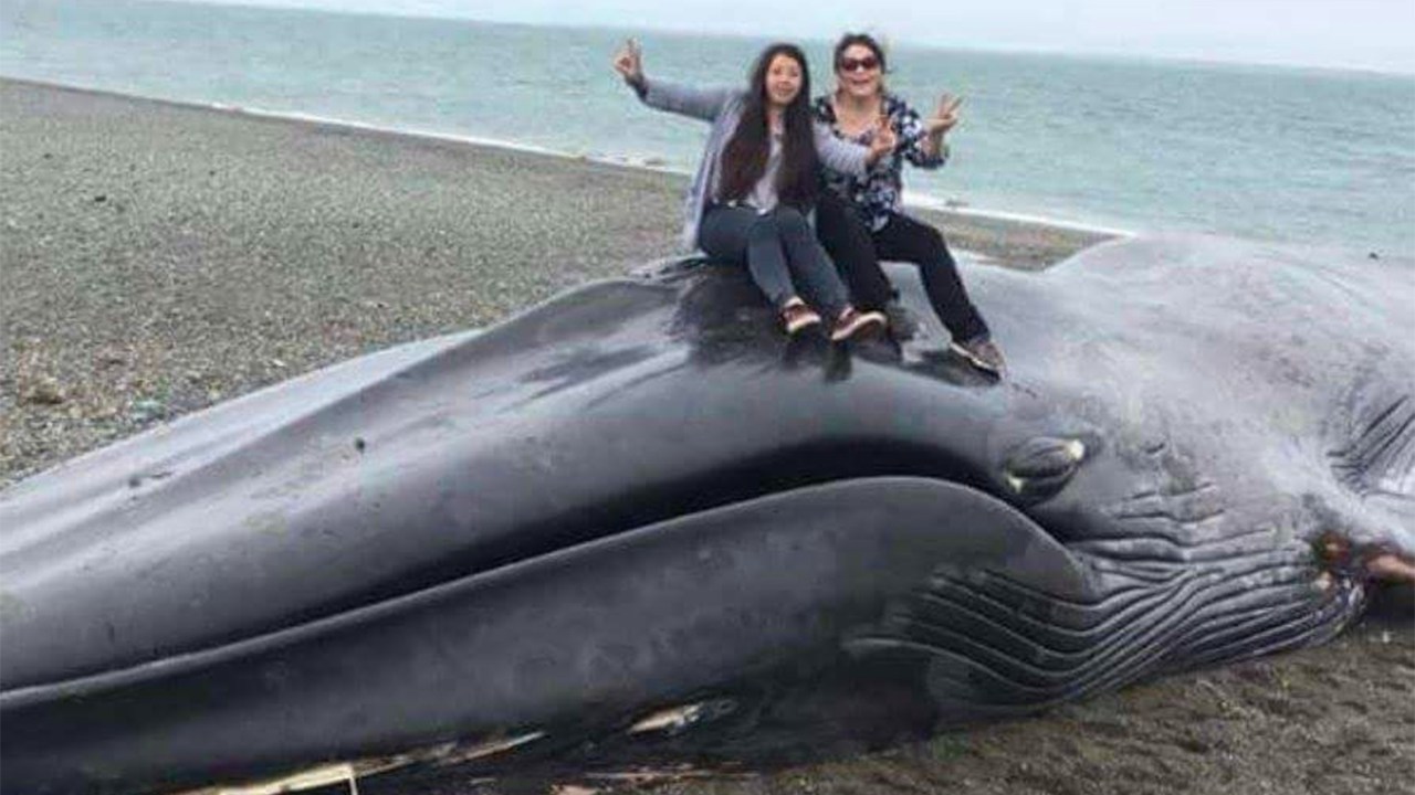 Cadáver de baleia vandalizado no Chile