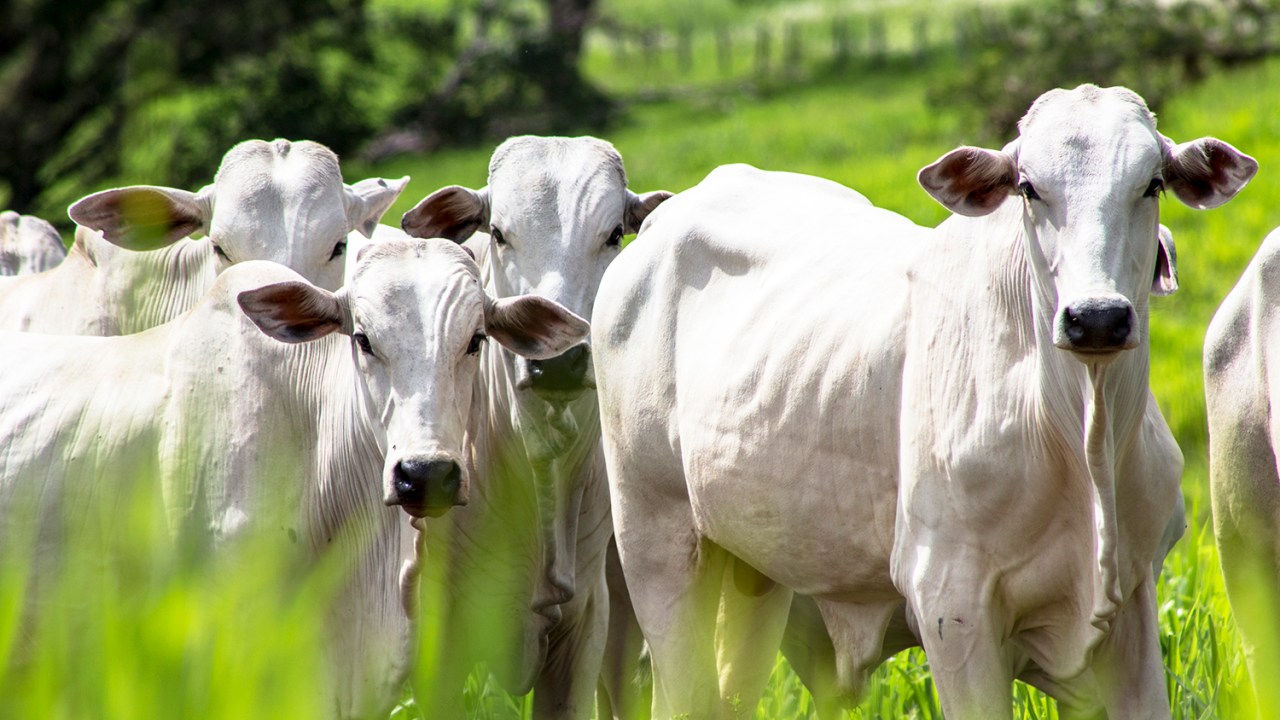 Criação de gado em Rolândia (PR) - 09/01/2015