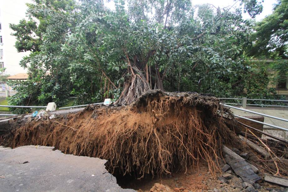 Árvore cai na Avenida Maracanã, na Tijuca, no Rio de Janeiro, em frente à Escola Municipal Soares Pereira, após forte chuva que atingiu a cidade durante a madrugada - 15/02/2018