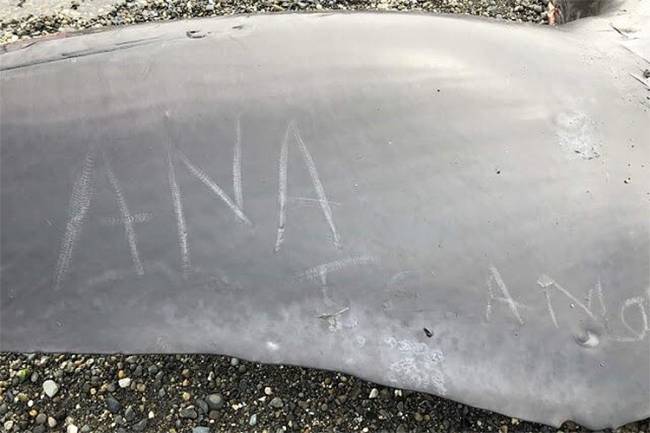 Cadáver de baleia vandalizado no Chile