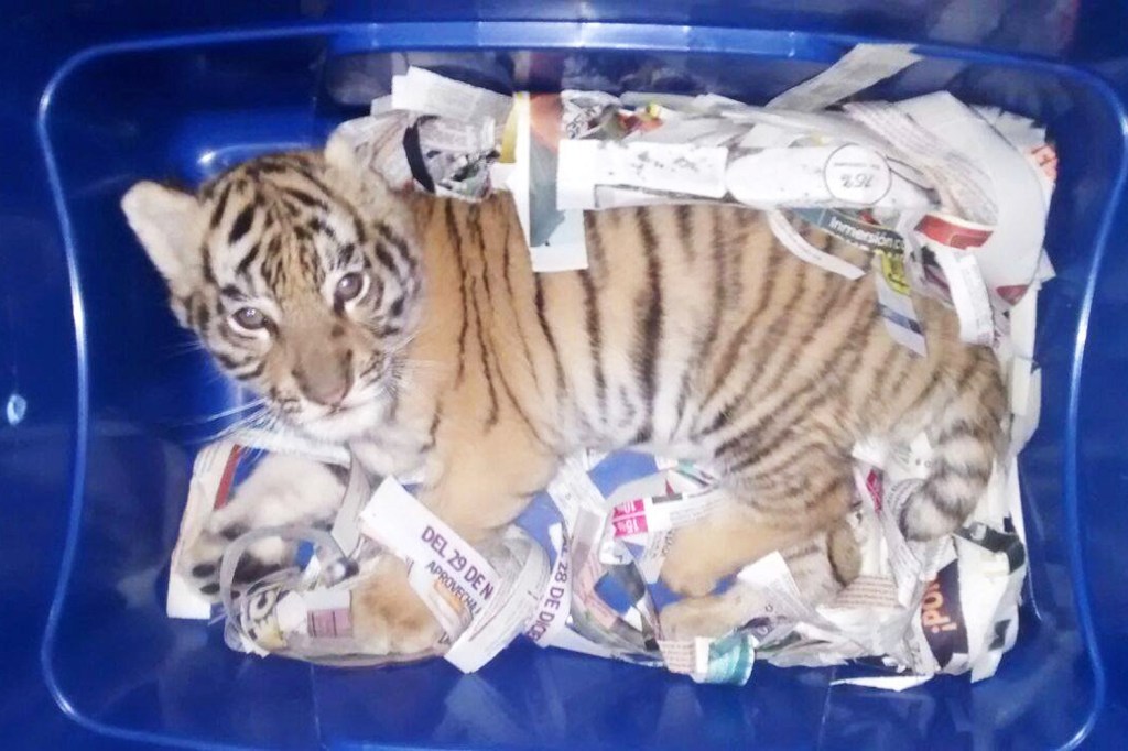 Filhote de tigre é interceptado após ser enviado pelo correio em Tlajomulco de Zúñiga, município localizado no estado mexicano de Jalisco - 07/02/2018
