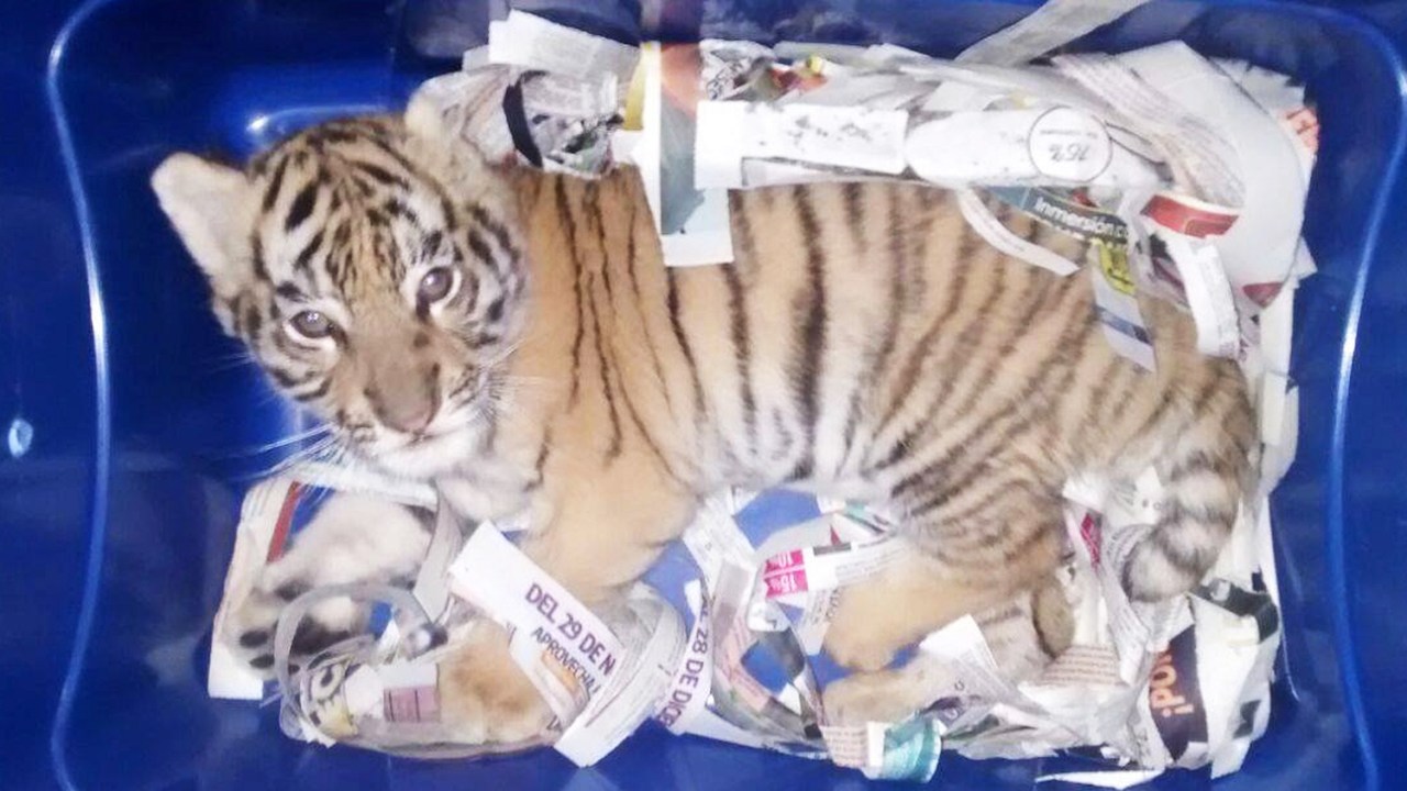Filhote de tigre é interceptado após ser enviado pelo correio em Tlajomulco de Zúñiga, município localizado no estado mexicano de Jalisco - 07/02/2018